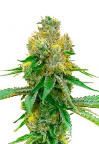 Blackberry Kush Feminized Marijuana Seeds