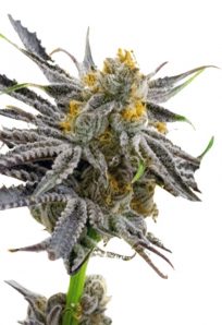 Blood Diamond OG Feminized Marijuana Seeds
