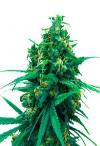 Blue Cheese Autoflowering Marijuana Seeds
