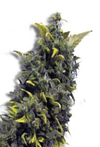 Blue Cheese Feminized Marijuana Seeds 1