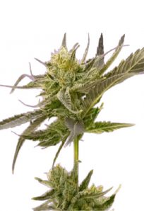 Blue Fruit Autoflower Marijuana Seeds 1