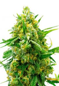 Blue Headband Feminized Marijuana Seeds