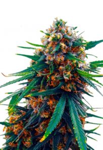 Blueberry Feminized Marijuana Seeds