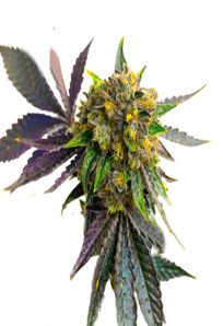 Bubba Kush Autoflower Marijuana Seeds