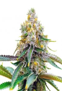 Bubblegum Haze Feminized Marijuana Seeds
