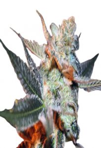 Cherry Lemonade Feminized Marijuana Seeds 2
