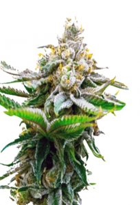 Chronic Widow fem 1