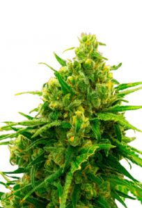 Cinderella99 Feminized Marijuana Seeds