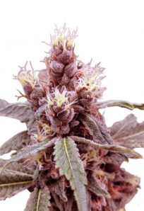 Cookie Monster Autoflower