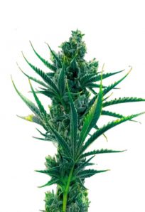 Critical Blue Feminized Marijuana Seeds