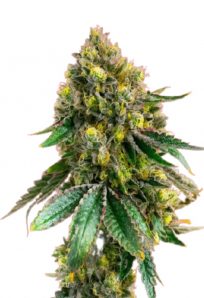 Critical Feminized Marijuana Seeds