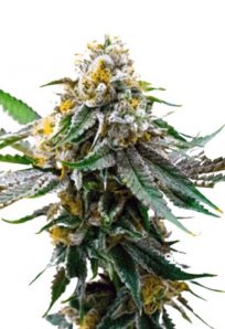 Critical Northern Lights Feminized Marijuana Seeds