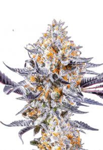 Do si Dos Feminized Marijuana Seeds