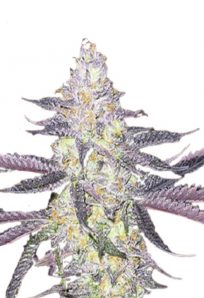 Dolato Feminized Marijuana Seeds