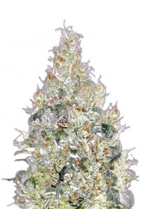 Exodus Cheese Feminized Marijuana Seeds