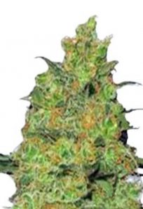 Fire OG Feminized Marijuana Seeds