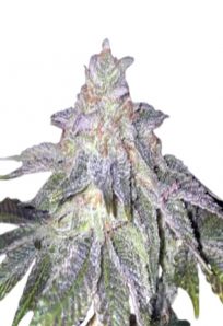 Fruit Loops Feminized Marijuana Seeds