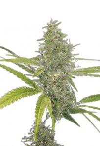 G13 Feminized Marijuana Seeds