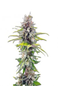 Ghost bubba