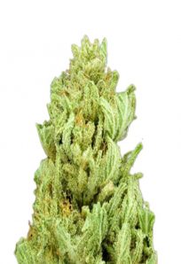 God Bud Regular Marijuana Seeds