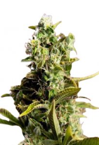 Gods Gift Feminized Marijuana Seeds