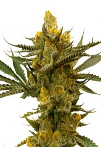 Gold Leaf Feminized Marijuana Seeds