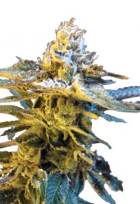 Grandaddy Black Feminized Marijuana Seeds 1