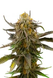 Granddaddy Bruce Feminized Marijuana Seeds