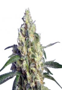 Green Dream Feminized Marijuana Seeds