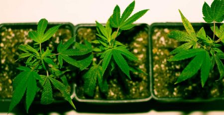 Growing Guide Marijuana Seed Indoors