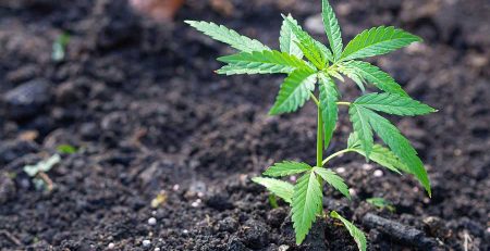 Growing Guide of Cultivating Marijuana Seeds