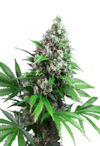 Killer Feminized Marijuana Seeds
