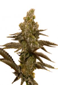 LSD Feminized Marijuana Seeds