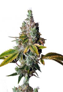 Legend OG Feminized Marijuana Seeds