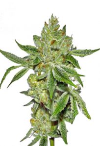 Lemon Diesel Feminized Marijuana Seeds