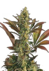 Lemon Garlic Feminized Marijuana Seeds