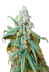 Lemon Kush Feminized Marijuana Seeds