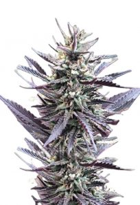 Mango Kush Feminized Marijuana Seeds