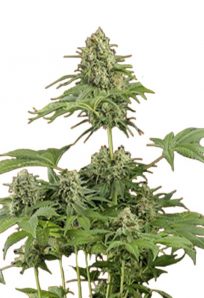 Moby Dick Feminized Marijuana Seeds