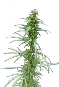 Nevilles Haze Feminized Marijuana Seeds