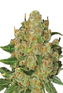 Northern Critical Feminized Marijuana Seeds
