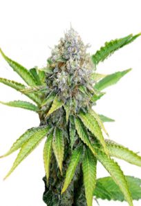 OG Kush Feminized Marijuana Seeds