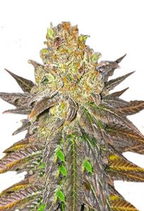 Oregon Peach Feminized Marijuana Seeds