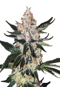 Oregon Underdawg Feminized Marijuana Seeds