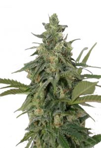 Original Lemon Pie Feminized Marijuana Seeds