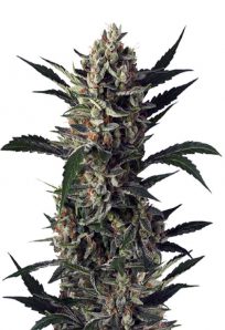 Pink Mangos Feminized