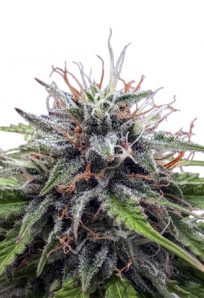 Poison Berry Autoflower