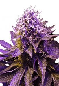 Purple Haze Feminized Marijuana Seeds 1