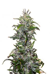 Purple Star Killer Feminized Marijuana Seeds