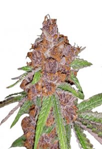 Purple Urkle Feminized Marijuana Seeds